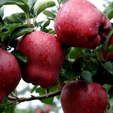 Red Apple Seed – Large Perennial Outdoor Indoor Giant Bush