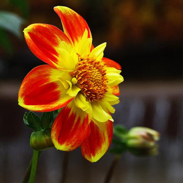 Dahlia Seeds-Dual-color Winnie
