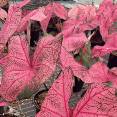Caladium Bicolor Seeds