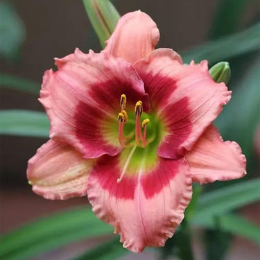 Hemerocallis · Strawberry Candy