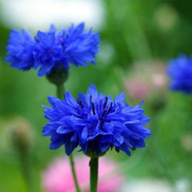 Cornflower Seeds-Blue Diadem