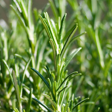 Rosemary