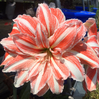 Hippeastrum Seeds-Ball