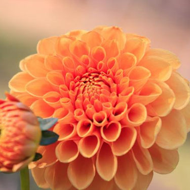Dahlia Seeds-BallPompon