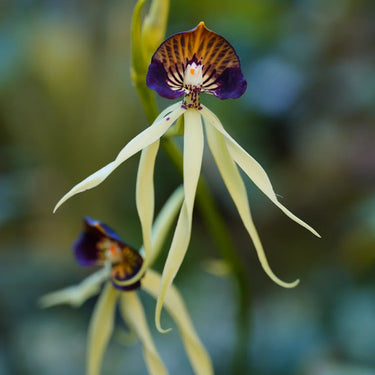 Prosthechea Cochleata Seeds - Pale Yellow & Dark Purple