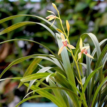 Cymbidium faberi