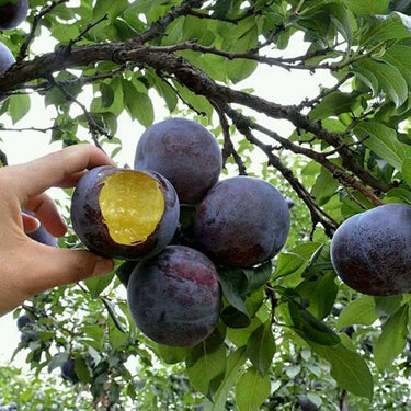 Black Plum – Sweet & Easy to Grow