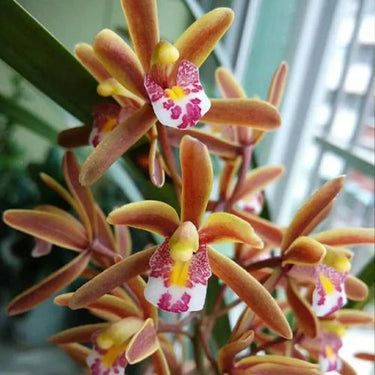 Cymbidium Floribundum Seeds Reddish-Brown