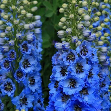 Delphinum Seeds-Blue Jay