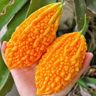 Lai Grape Seeds for Garden – Bitter Gourd Seeds