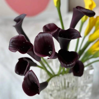 Zantedeschia 'Black Star' Seeds