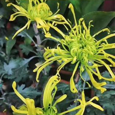 Chrysanthemum Seeds-Green Morning Cloud