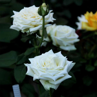 Tineke White Cut Rose Seeds