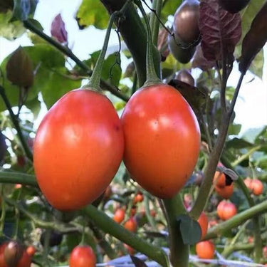 Tree Tomato