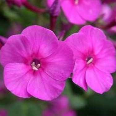 Phlox Seeds-Purple-Flowered Phlox
