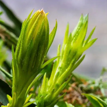 Hylocereus Undatus