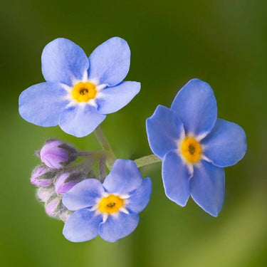 Blue Pearl Forget-Me-Not Seeds
