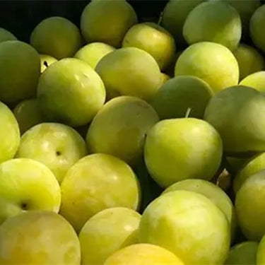 Green Crisp Plum