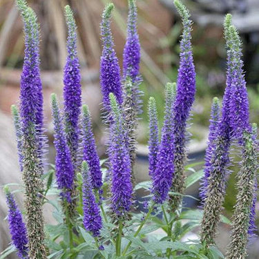 Spiked Speedwell Seeds