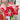 Hippeastrum Seeds-Samba