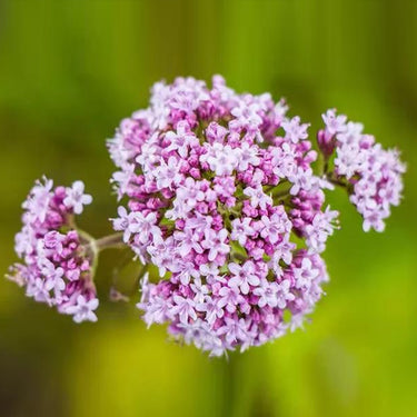 Valerian (Official)