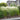 Mexican Feather Grass Seeds - ornamental border planting