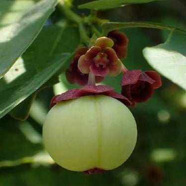 Sauropus Androgynus