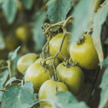 Green Emerald Tomato
