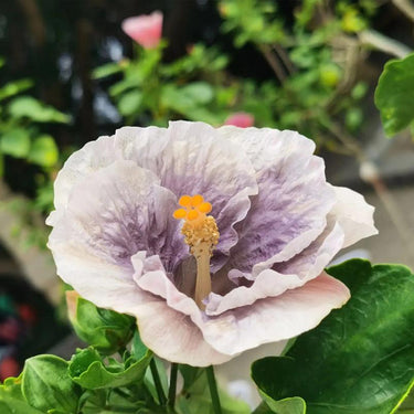 Hibiscus-Double Luna