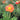 Papaver Rhoeas Seeds-Iceland Poppy · Orange Cloud