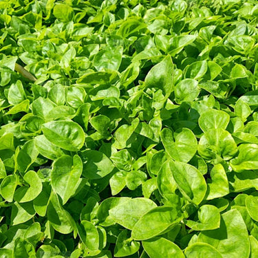 Watercress