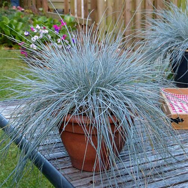 Blue Fescue Seeds