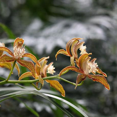 Cymbidium Tracyanum