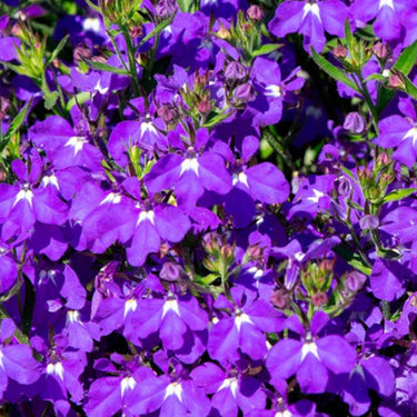 Crystal Palace Lobelia Seeds