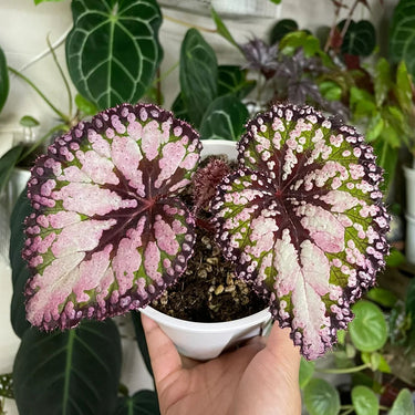 Begonia 'Double Beauty'
