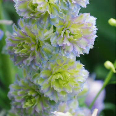 Delphinum Seeds-Crystal Delight