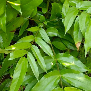 Cyrtomium Seeds