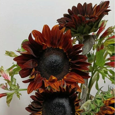Midnight Rouge Sunflower