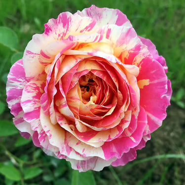 Claude Monet Seeds Yellow Pink White Blend