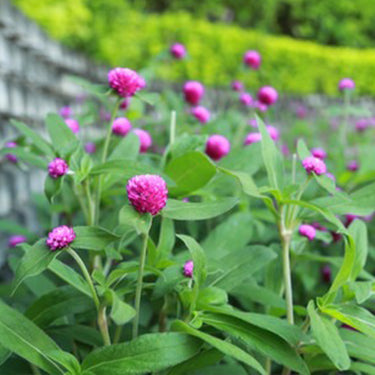 Celosia Cristata Seeds-Purple Pompon
