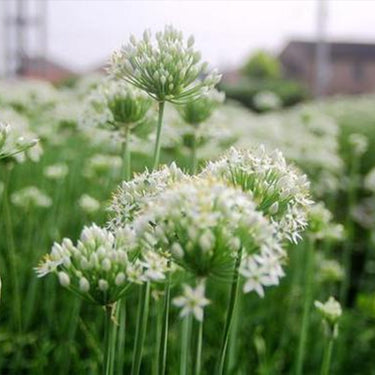 Garlic Chive-Chinese Leek