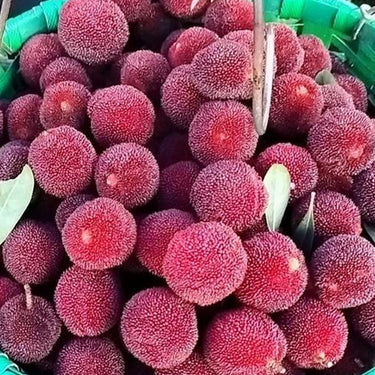 Myrica Rubra Seed – Red Bayberry Sweet Healthy Juicy Fruit