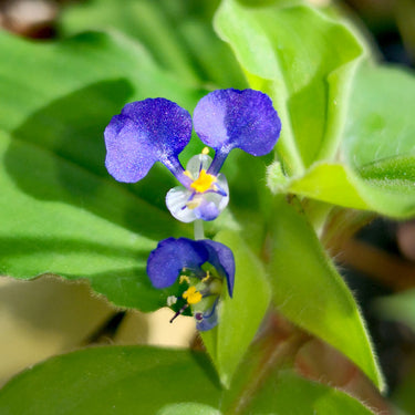 Benghal Dayflower