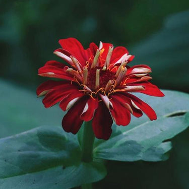 Zinnia Seeds-Spring Rising