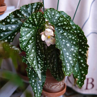 Begonia 'Pink Marlin'