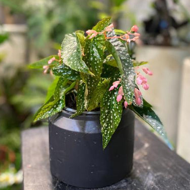 Begonia 'White Ice'