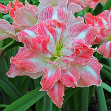 Hippeastrum Seeds-Pretty Nymph