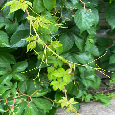 Boston Ivy Seeds