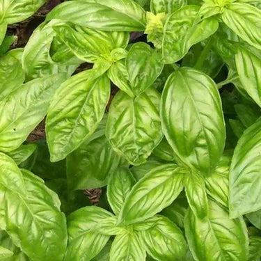 Basil, San Remo
