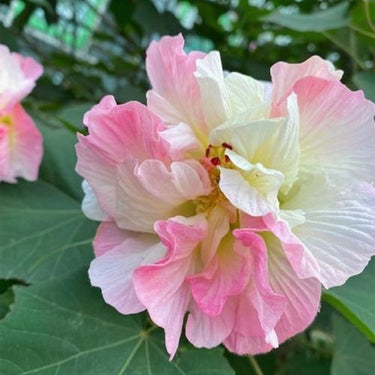 Hibiscus Seeds-Drunken Red